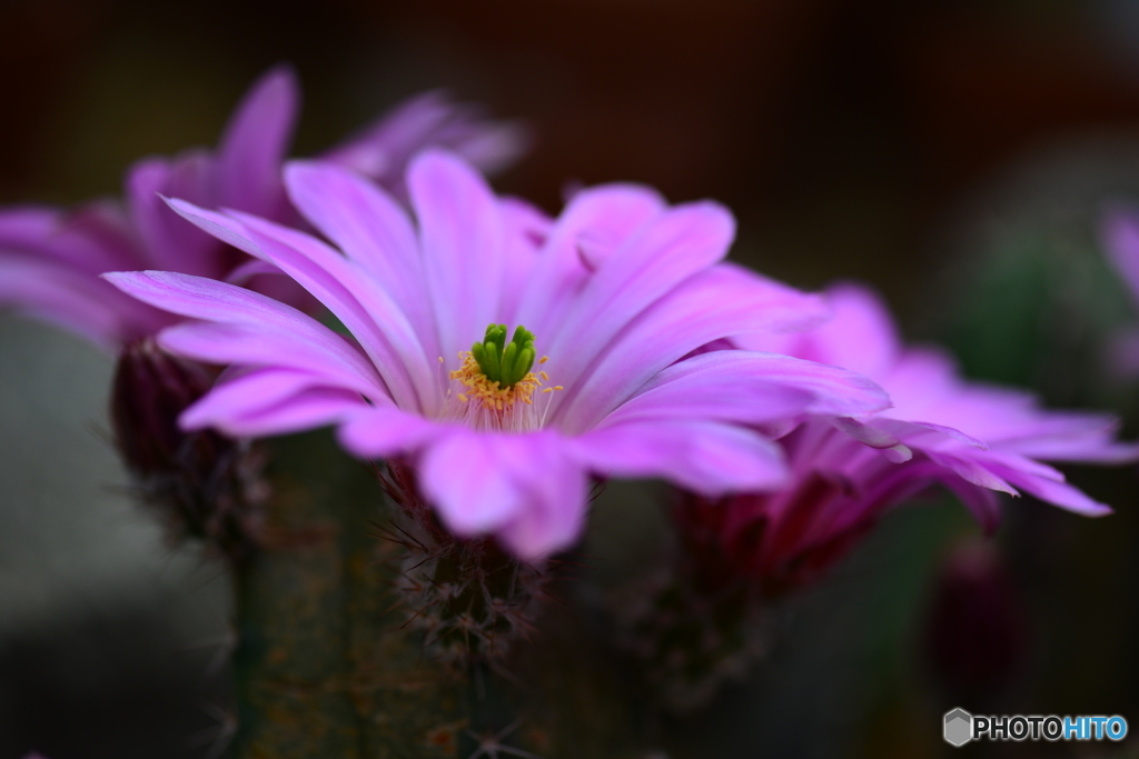 サボテンの花