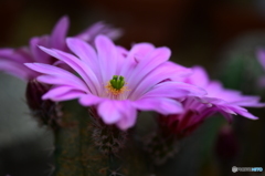 サボテンの花