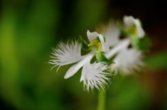 常盤公園に咲く花