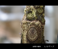ヒカゲヘゴ