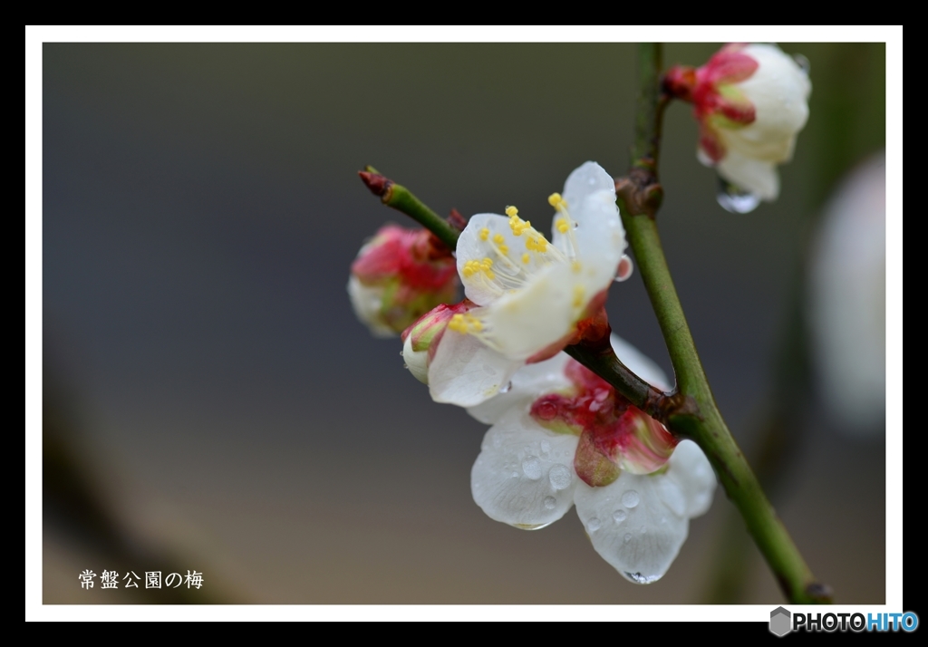 雨と梅の花