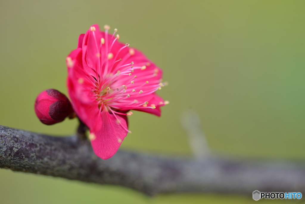 常盤公園にも梅の花が
