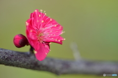 常盤公園にも梅の花が