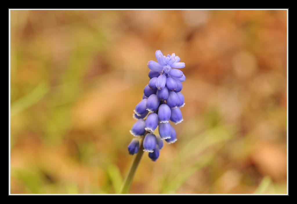 庭に咲く花