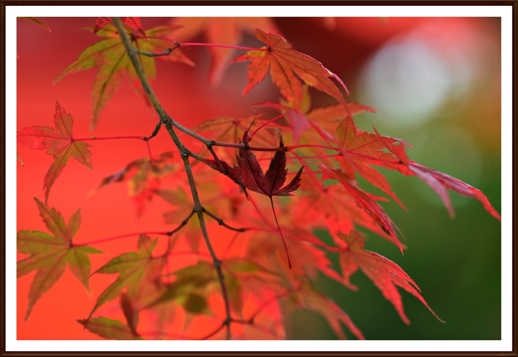 宇部 琴崎八幡宮の紅葉