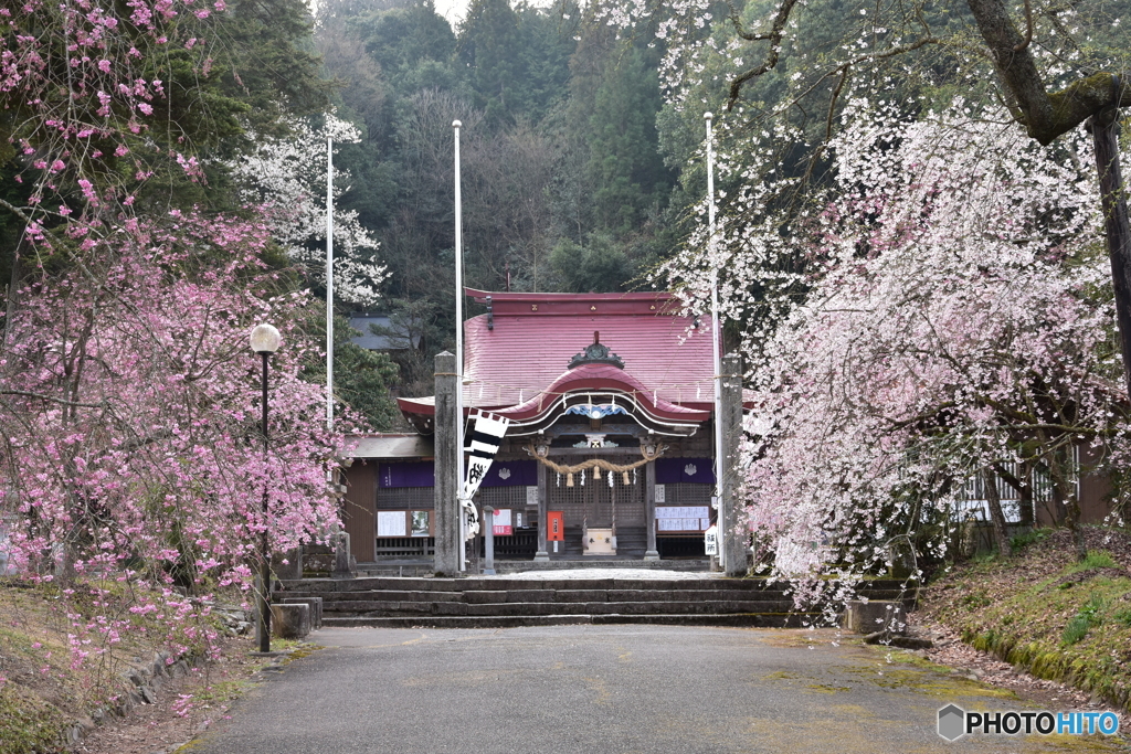 徳佐八幡宮しだれ桜