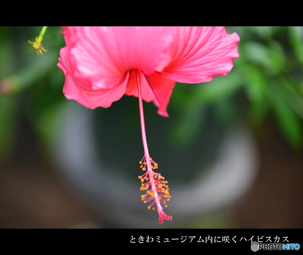 ピンク色のハイビスカス