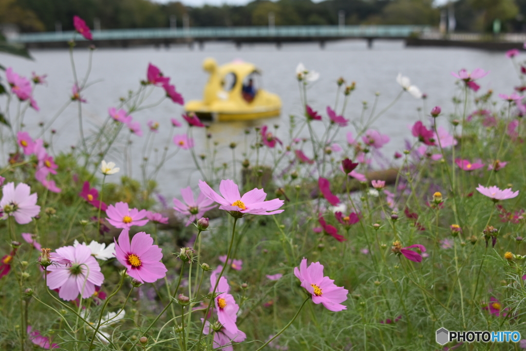 常盤公園に咲くコスモス