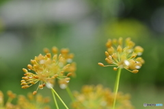 常盤公園の花壇に咲く花