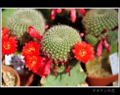 サボテンの花