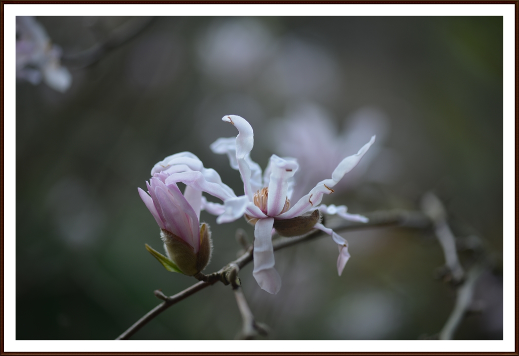2015.3.22常盤公園