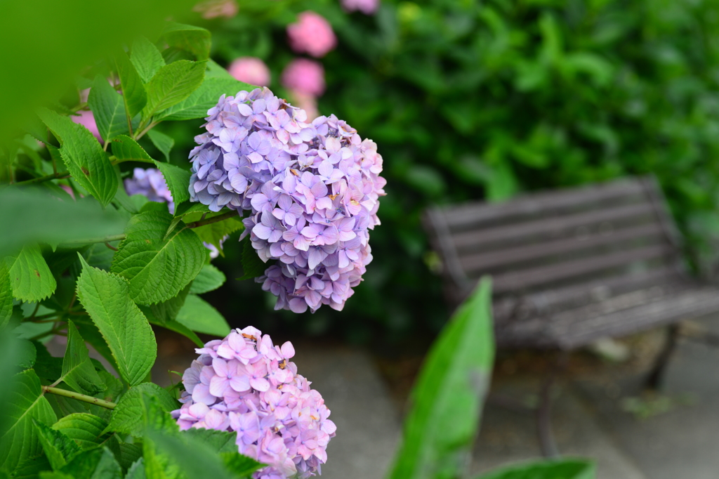 常盤公園の紫陽花