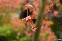 雨の蓮光寺の紅葉