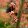 雨の蓮光寺の紅葉