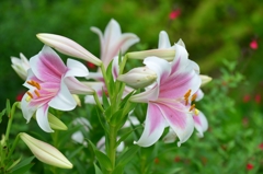 常盤公園に咲く花