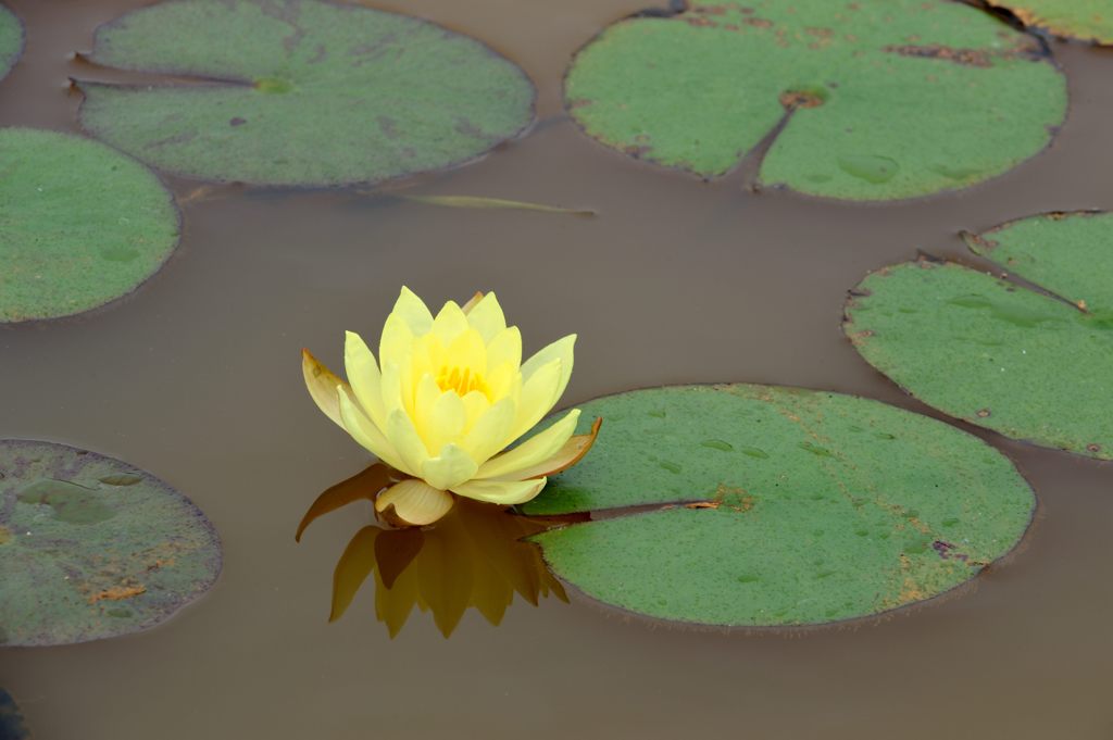 菖蒲園に咲いていたので