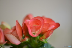 DSC_3179