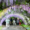 河内藤園