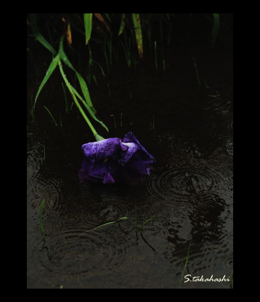 負け犬でなく負け菖蒲