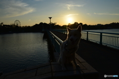 夕方のロクの散歩 常盤公園