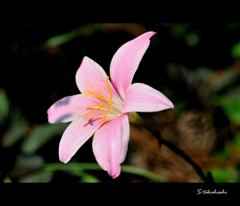 散歩中に咲いていた花