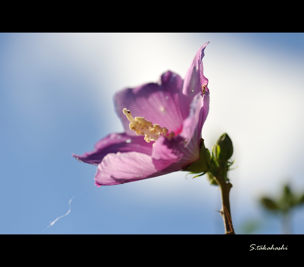 常盤公園に咲く花