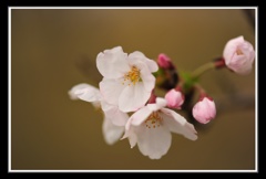 桜開花