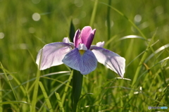 早朝の常盤公園に咲く菖蒲