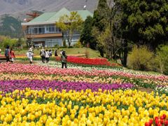 くじゅう花公園に咲くチューリップ