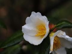 常盤公園に咲く花　椿？