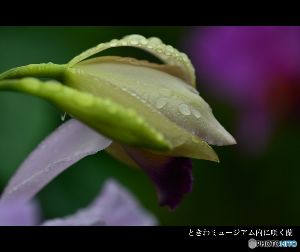 ときわミュージアム内に咲く蘭1