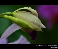 ときわミュージアム内に咲く蘭1