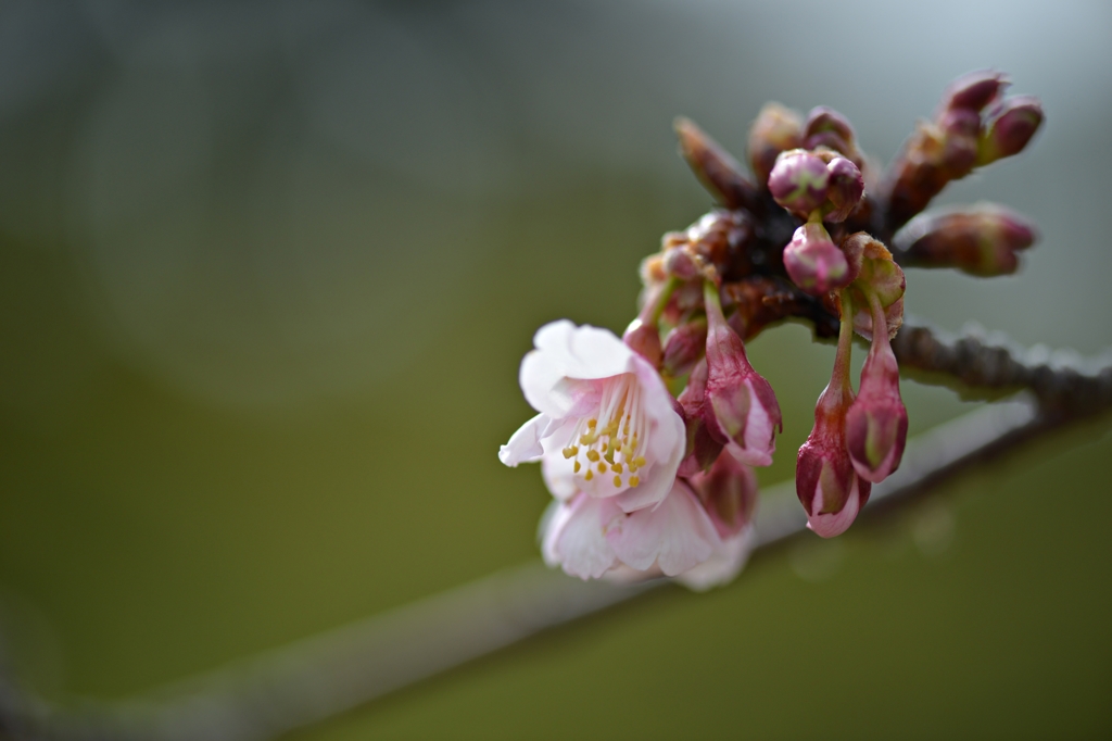 薄寒桜