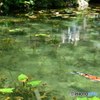 岐阜県モネの池