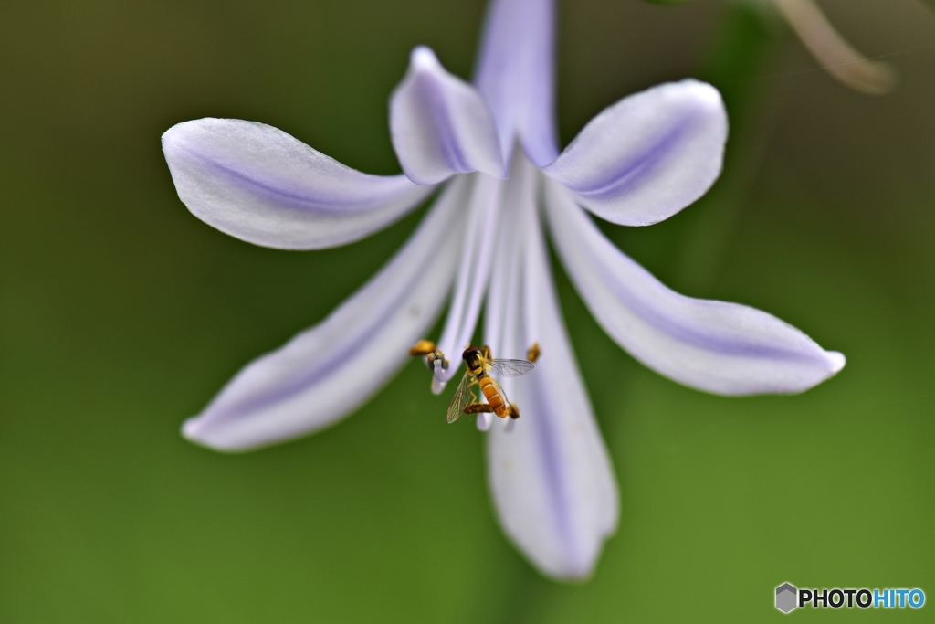 常盤公園に咲く花と虫