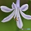 常盤公園に咲く花と虫