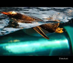 ペンギン