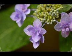 紫陽花