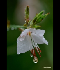 雨上がり1