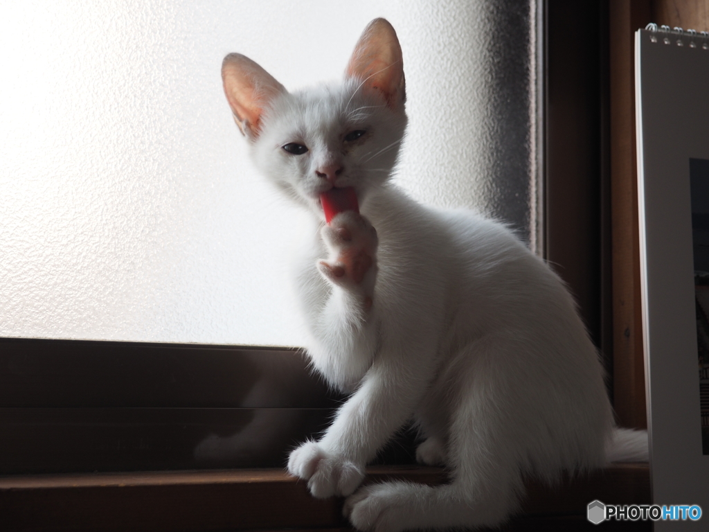 保護猫10日