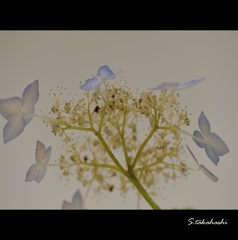 押し花ではありません。これでも紫陽花4