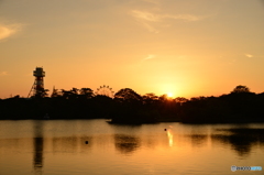 夕方のロクの散歩 常盤公園