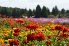 広島県庄原国営丘陵公園