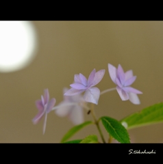 山紫陽花最後の1枚