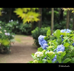紫陽花苑入口
