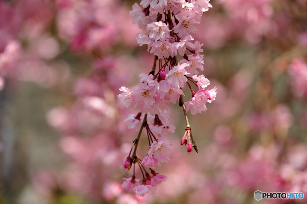 大道理の桜
