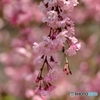 大道理の桜