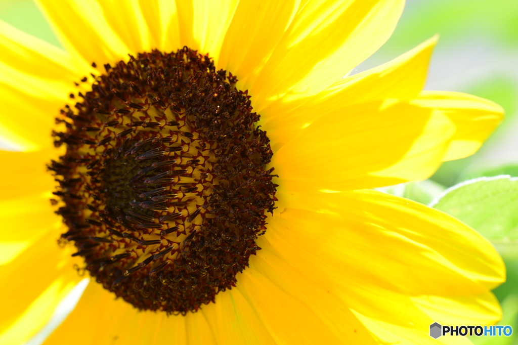花の海 ひまわり