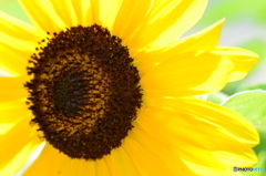 花の海 ひまわり