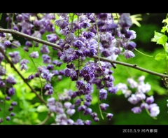 河内藤園 河内藤園